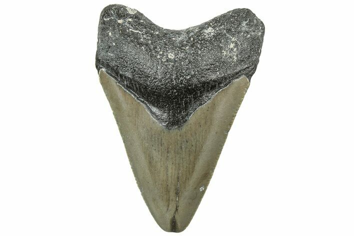 Serrated, Juvenile Megalodon Tooth - North Carolina #311840